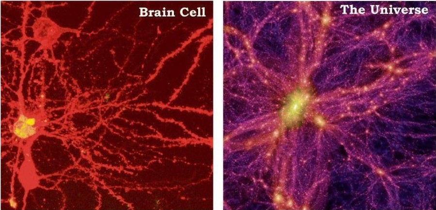 brain-cell-universe-1.jpg
